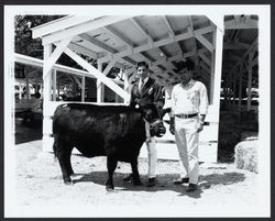 Future Farmers of America member with his prize winning steer, Santa Rosa, California, 1963