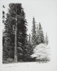 Parking area in Humboldt Redwoods State Park, Humboldt County, California, 1964