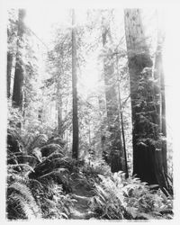 Redwood grove at Armstrong State Park, Guerneville, California, 1957