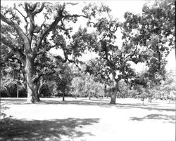 View of Doyle Park, Santa Rosa, California, 1965