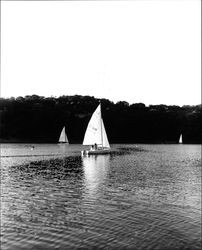 Sailboats on Lake Ralphine, Santa Rosa, California, 1965