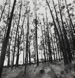 Eucalyptus trees at Annadel Farms, Santa Rosa, California, June 8, 1971