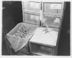 Boxed chicken fryers and a live chicken at the California Poultry, Incorporated, Fulton, California, 1958