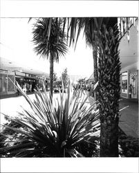 Exterior scenes at Coddingtown Shopping Center, Santa Rosa, California, May 26, 1971