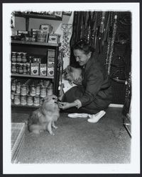 Pet shop with a display of Slivers dog food, Santa Rosa, California, 1964