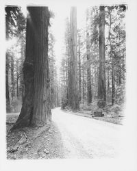 Rockefeller Redwood Forest in Humboldt Redwoods State Park, Humboldt County, California, 1964