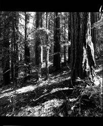 Views among the redwood trees at Annadel Farms, Santa Rosa, California, November 20, 1964