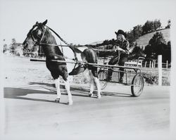 Pony pulling a girl in a sulkey, Santa Rosa, California, 1965