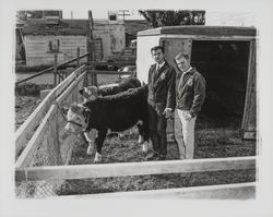 Future Farmers of America members with their cattle, Santa Rosa, California, 1959