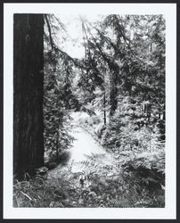 Fern growing in a redwood grove at Armstrong Woods, Guerneville, California, 1964