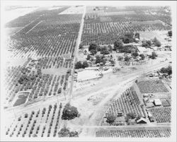 Aerial view of California Poultry, Inc., Fulton, California, 1958