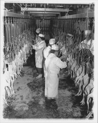 Workers and chicken carcasses at the California Poultry, Incorporated, Fulton, California, 1958