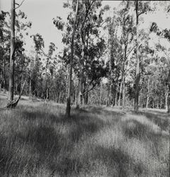 Eucalyptus trees at Annadel Farms, Santa Rosa, California, June 8, 1971