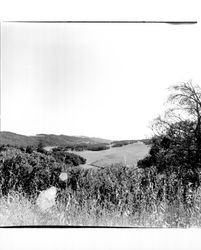 View of unidentified meadow at AnnadelState Park, Santa Rosa, California, 1971