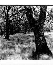 Views of oak trees at Annadel Park