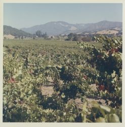 Vineyard near Asti, California, 1970