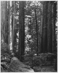 Armstrong Redwoods State Park, Guerneville, Calif., about 1963