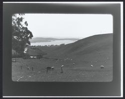 View of Bodega Bay from Bay Hill Road, Bodega Bay, California, 1970