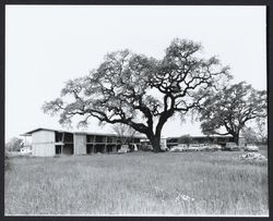 Los Robles Lodge under construction, Santa Rosa, California, 1961