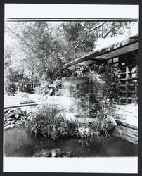 Fountain at Burbank Gardens, Santa Rosa, California, 1970