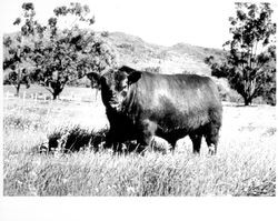 Bandit, a bull, Santa Rosa, California, about 1957