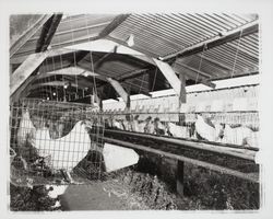 Hens in cages, Petaluma, California, 1958