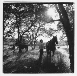 Horseback riding at Annadel State Park, Santa Rosa, California, 1971