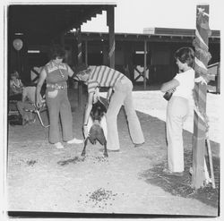 Showing goats at the Sonoma-Marin Fair, Petaluma, California, 1978