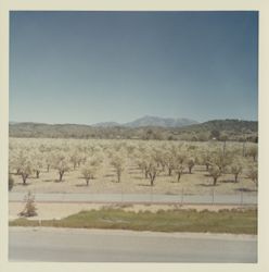 Prune orchard, Healdsburg, California, 1970