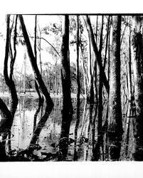 Lakeside view of Lake Ilsanjo