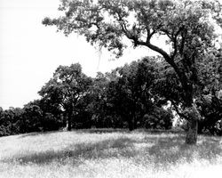 Oak trees and meadows at Oakmont before building began, Santa Rosa, California, 1962