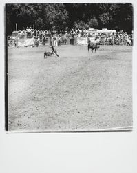 Guerneville rodeo, Guerneville, California, 1978