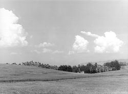 Meadow near Bodega Bay, California, 1970