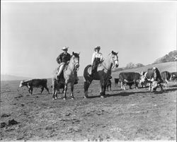 Oral R. Stephens and Thelma Stephens on horseback, Santa Rosa, California, December 30, 1958