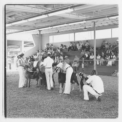 Showing goats at the Sonoma-Marin Fair, Petaluma, California, 1978