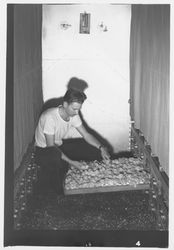 Lloyd Brundige with tray of chickens, Petaluma, California, 1937