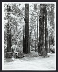 Woman sitting on a redwood stump in a redwood grove, Sonoma County, California, 1967