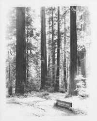 Grove of redwoods in Humboldt Redwoods State Park, Humboldt County, California, 1964