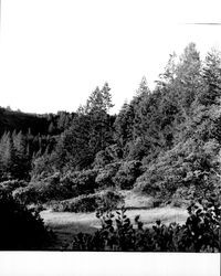 Wooded area at Annadel Park, Santa Rosa, California, 1971
