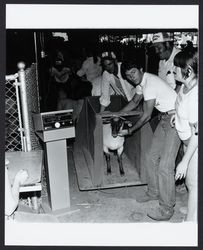 Weighing a sheep at the Sonoma County Fair, Santa Rosa, California, 1981