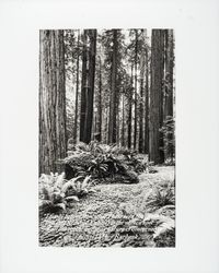 View of ferns in a redwood forest, Guerneville, California, 1978
