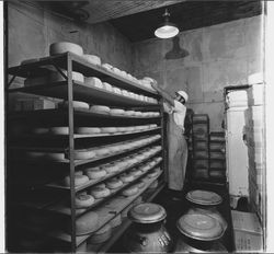 Trays of Sonoma Jack Cheese, Sonoma, California, 1972