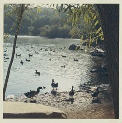 Canadian geese and ducks at Spring Lake, Santa Rosa, California, 1970