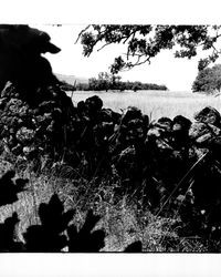 View of unidentified meadow at AnnadelState Park, Santa Rosa, California, 1971