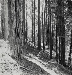 Eucalyptus trees at Annadel Farms, Santa Rosa, California, June 8, 1971