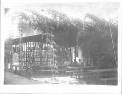 Inside the Louvre Beer Garden, Guerneville, California, 1918