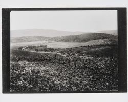 Vineyard of Louis Kunde