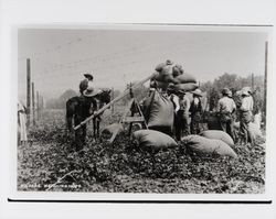 Weighing hops