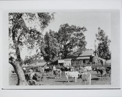 Cattle and buildings at Victor Piezzi's Ranch