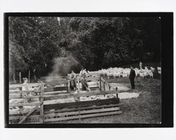 Boys at the sheep pens